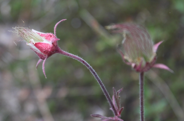Prairie Smoke [Geum triflorum]