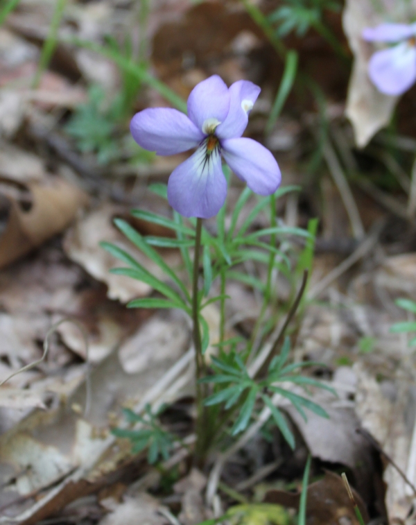 Birdfoot Violet [Viola pedata]