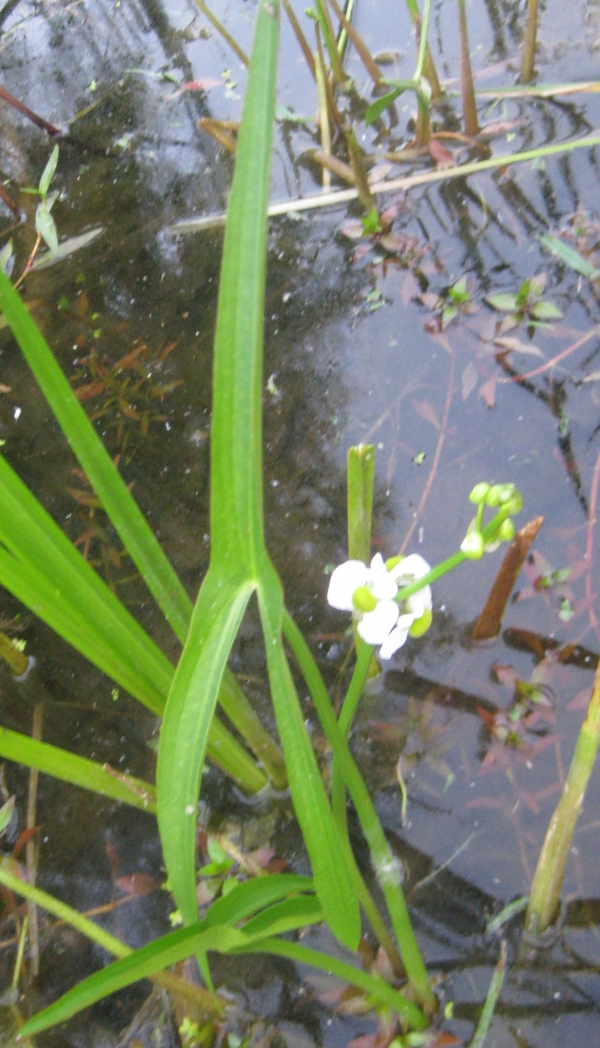 grass-leaved Arrowhead [Sagittaria graminea]