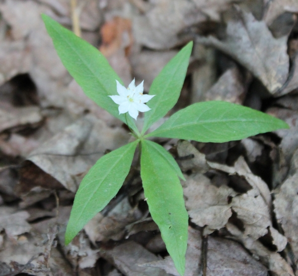Starflower [Trientalis borealis]