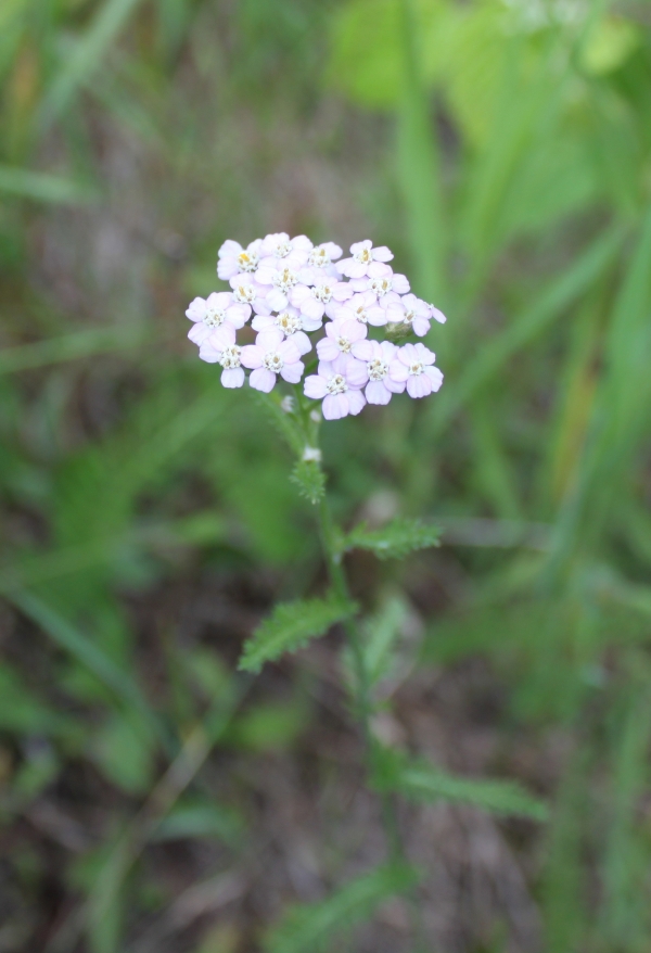 Yarrow [Achillea millefolium]