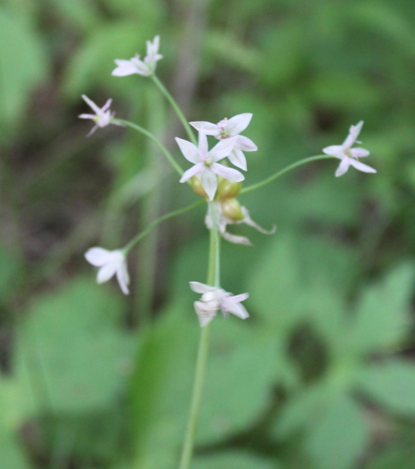 Wild Garlic [Allium canadense]