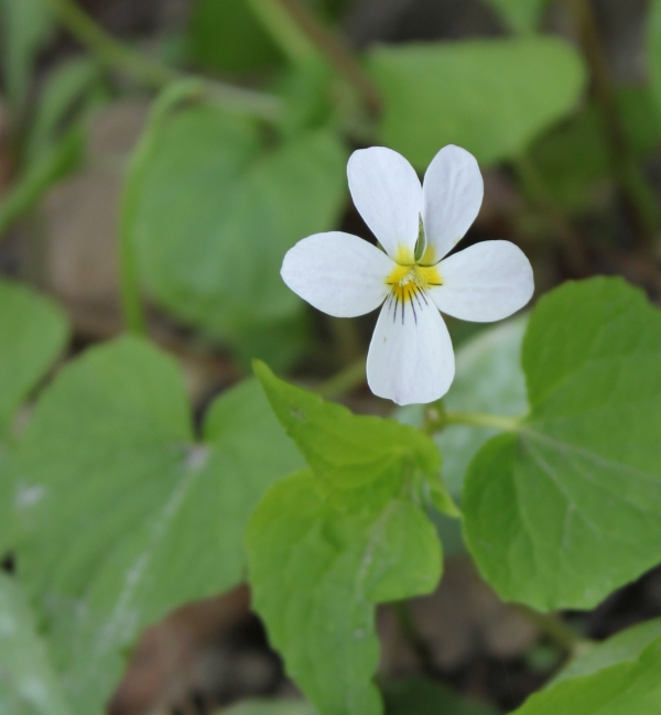 Canada Violet [Viola canadensis]