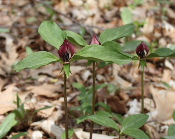 Prairie Trillium [Trillium recurvatum]