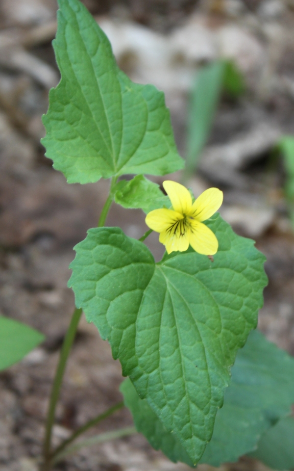 Smooth Yellow Violet [Viola pensylvanica]