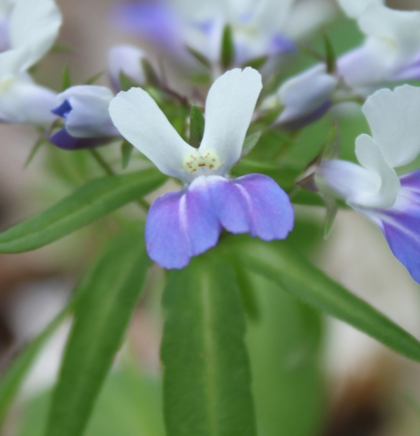 Blue-Eyed Mary [Collinsia verna]