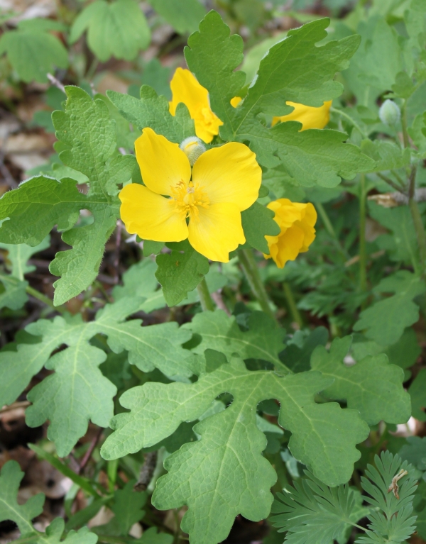 Celandine Poppy [Stylophorum diphyllum]