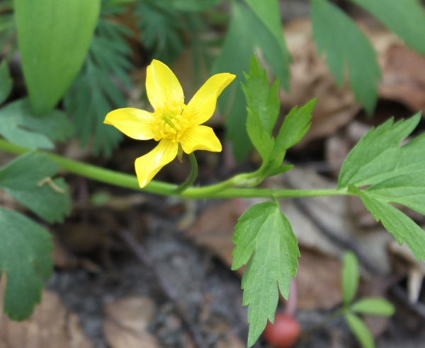 Swamp Buttercup [Ranunculus septentrionallis]