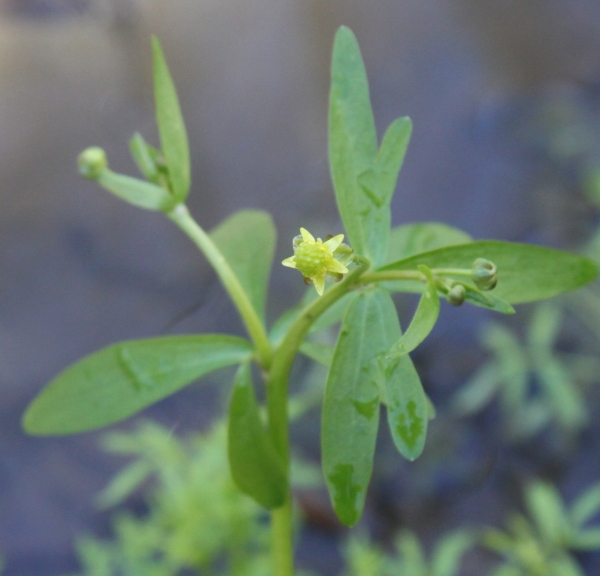 Small-flowered Crowfoot [Ranunculus abortivus]