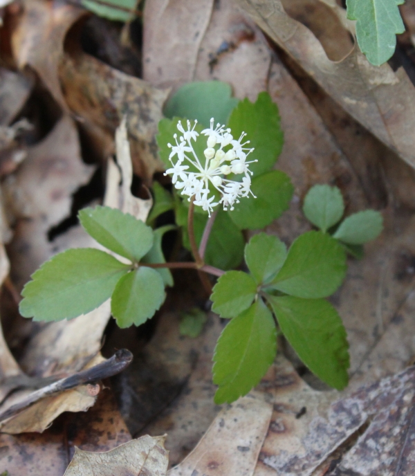Dwarf Ginseng [Panax trifolius]