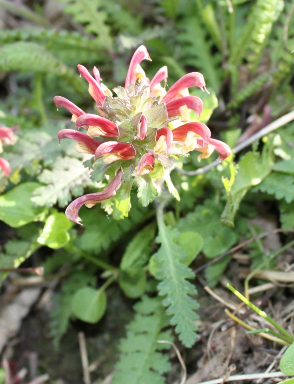 Wood Betony [Pedicularis canadensis]