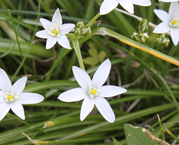 Star of Bethlehem [Ornithogalum umbellatum]