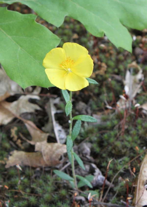 Frostweed [Helianthemum canadense]