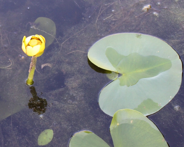 Bullhead Lily [Nuphar variegatum]