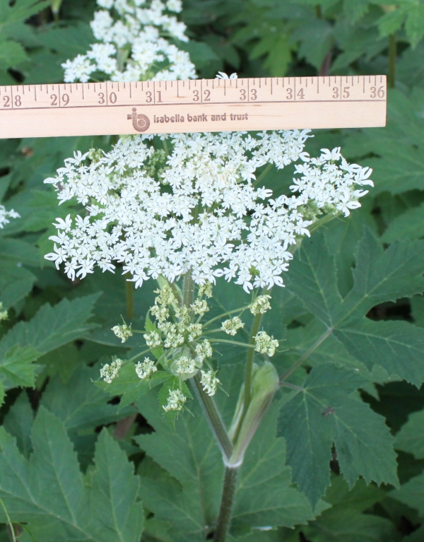 Cow Parsnip [Heracleum maximum]