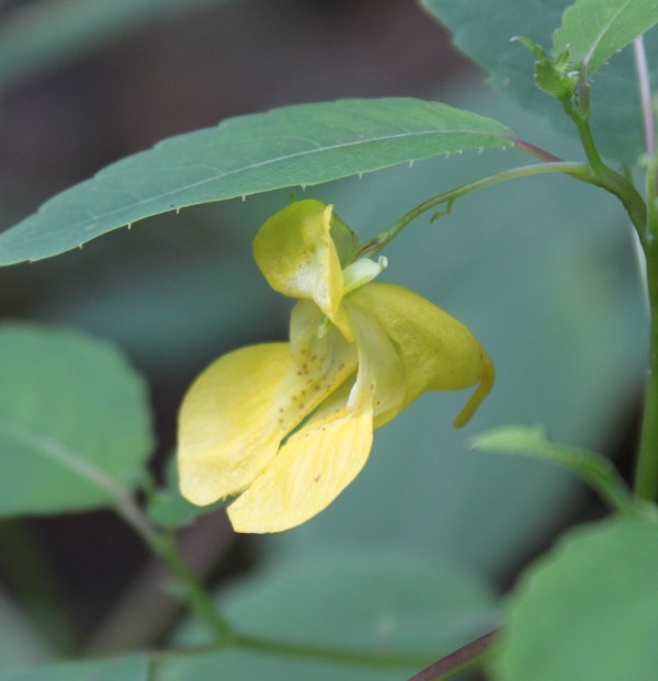 Pale Touch-me-not [Impatiens pallida]
