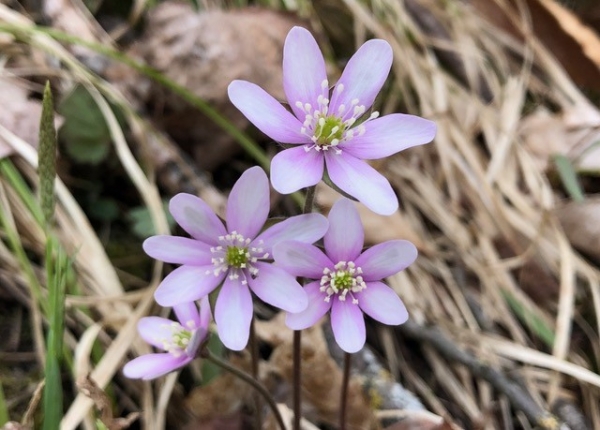Sharp-lobed Hepatica [Hepatica nobilis var. acuta]