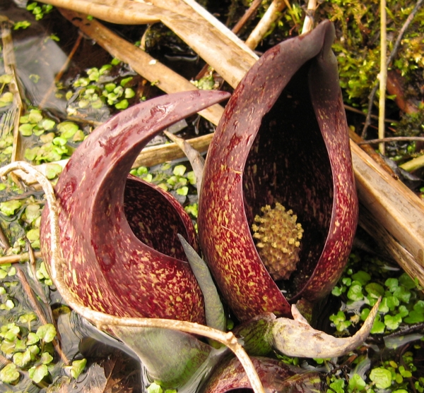 Skunk Cabbage [Symplocarpus foetidus]