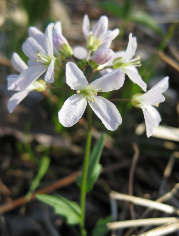 Purple Cress [Cardamine douglassii]