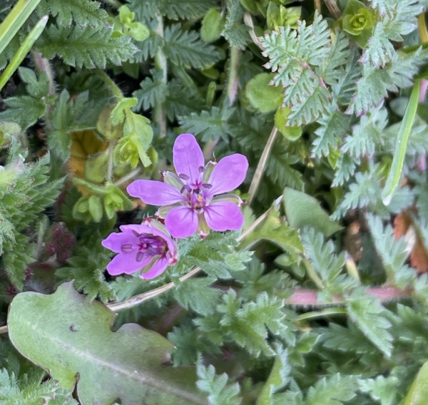 Storksbill [Erodium cicutarium]