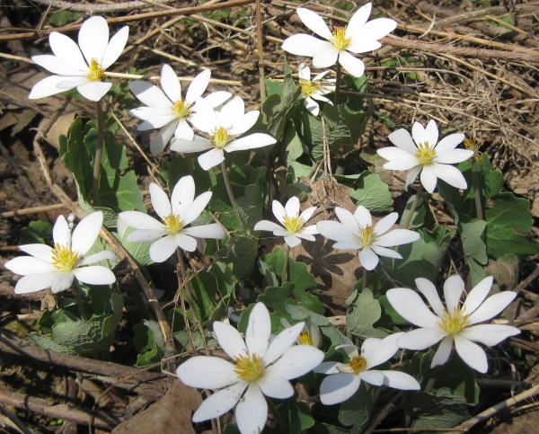 Bloodroot [Sanguinaria canadensis]