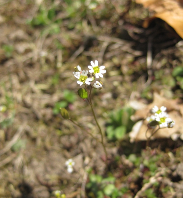 Whitlow Grass [Draba verna]