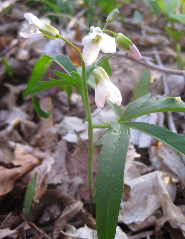 Cut Leaved Toothwort [Cardamine concatenata]
