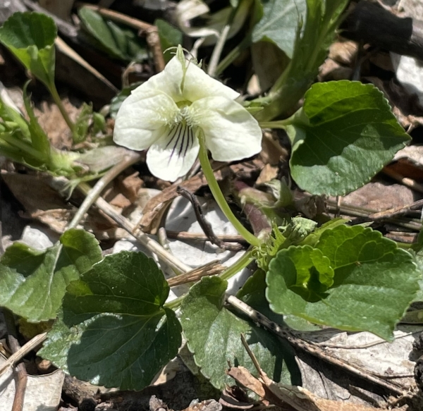 Creamy Violet [Viola striata]