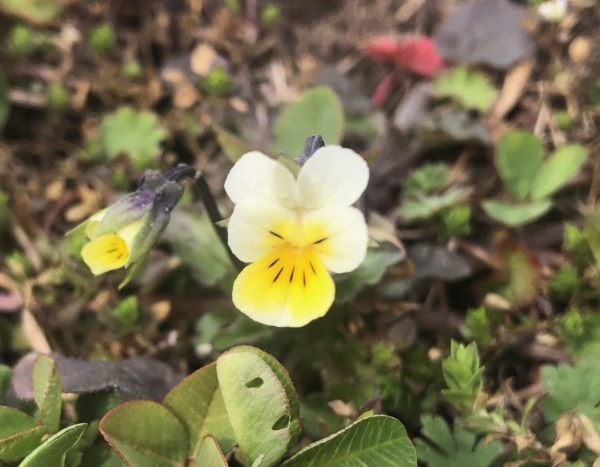 Field pansy [Viola arvensis]