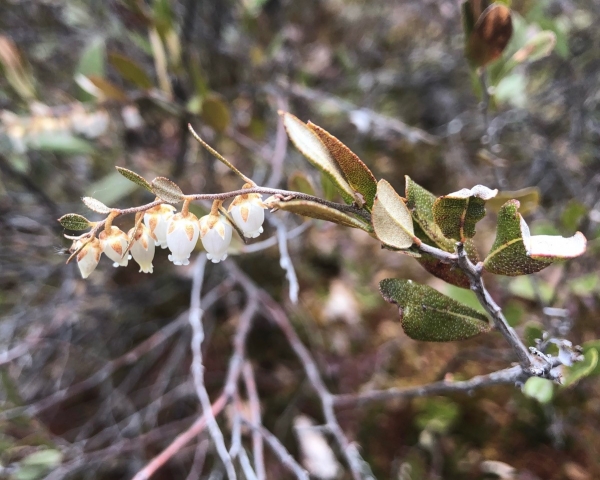 Leatherleaf [Chamaedaphne calyculata]