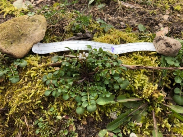 Hoary Bitter-cress [Cardamine hirsuta]