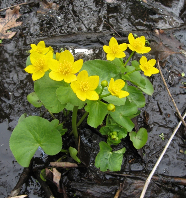 Marsh Marigold [Caltha palustris]