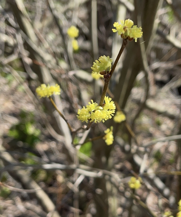Northern Spicebush [Lindera benzoin]