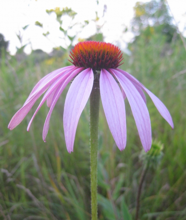 Purple Coneflower [Echinacea purpurea]