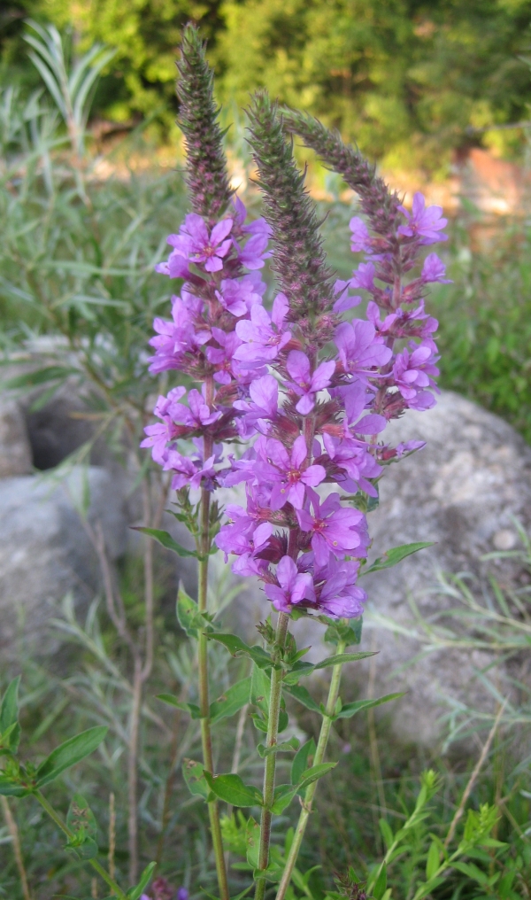 Purple Loosestrife []