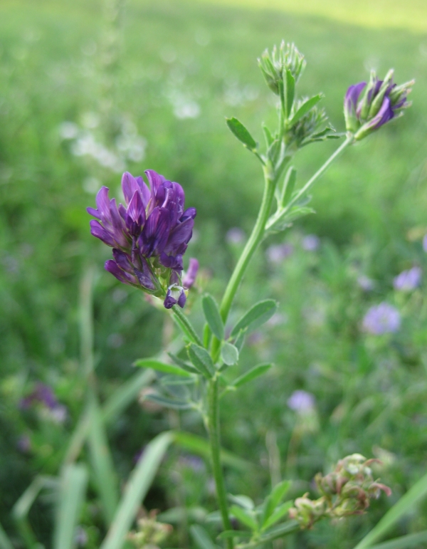 Alfalfa [Medicago sativa]