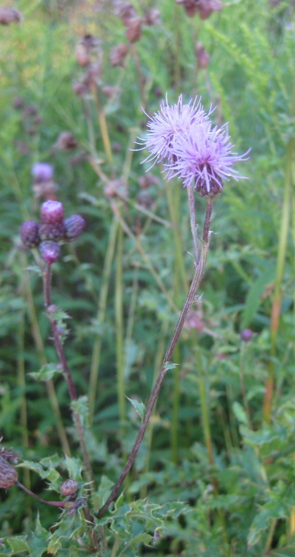Canada Thistle [Cirsium arvense]