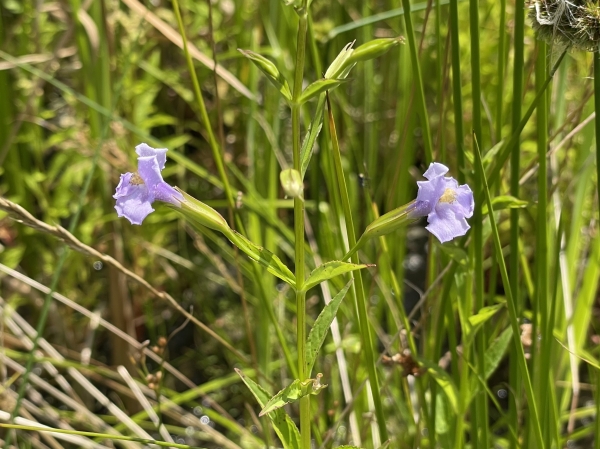 Monkey Flower [Mimulus ringens]
