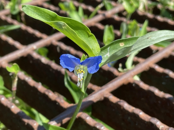 Asiatic dayflower [Commelina communis]