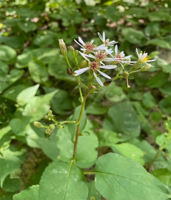 Big-leaved Aster [Eurybia macrophylla]