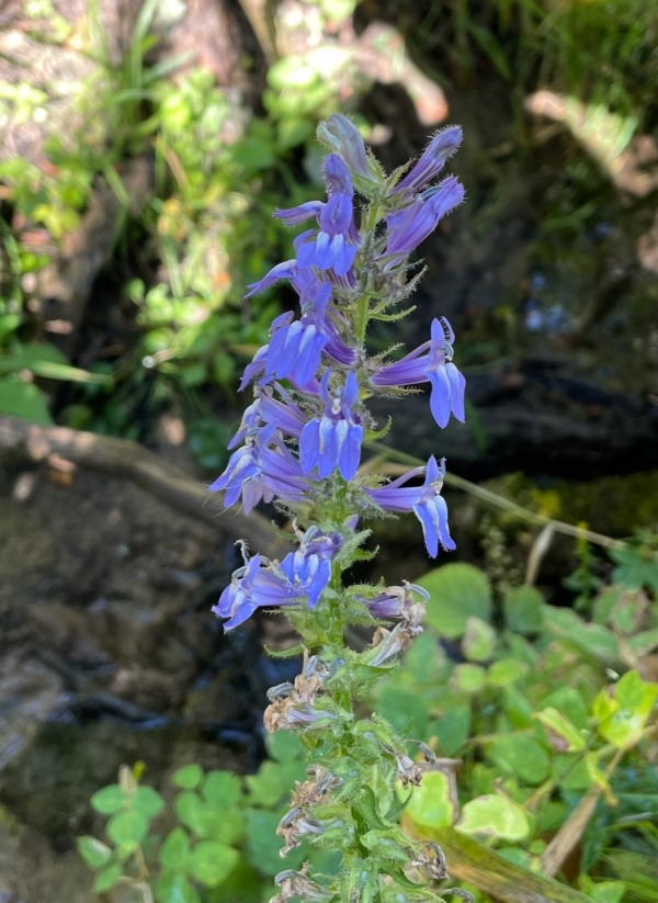 Great blue lobelia [Lobelia siphilitica]