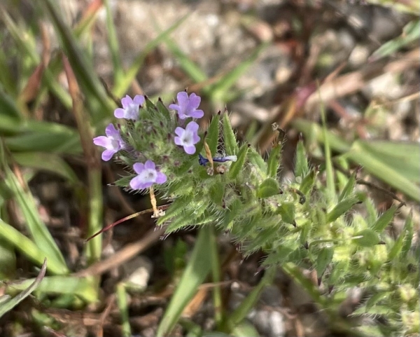Carpet Vervain [Verbena bracteata]