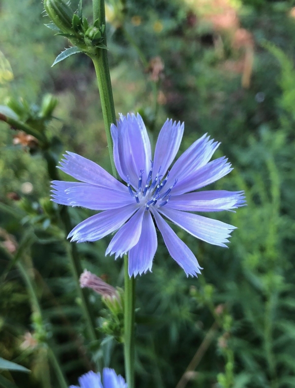 Chicory [Cichorium intybus]