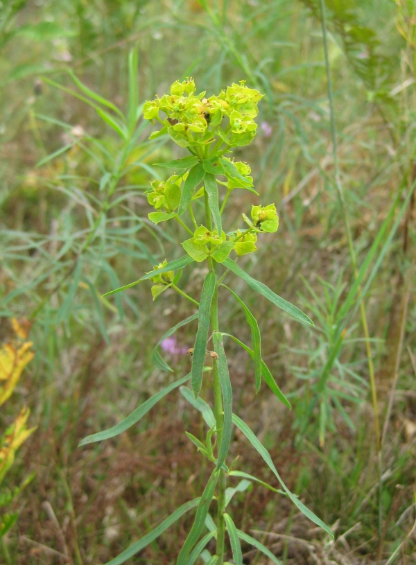 Leafy Spurge  [Euphorbia esula]