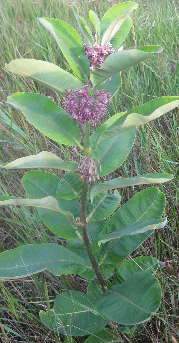 Common Milkweed [Asclepias syriaca]