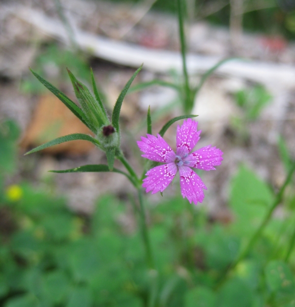 Deptford Pink [Dianthus armeria]
