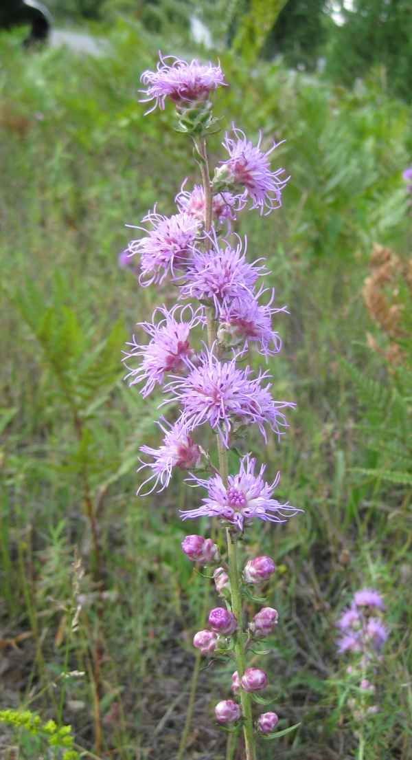 Rough Blazing Star [Liatris aspera]