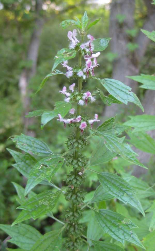 Motherwort [Leonurus cardiaca]