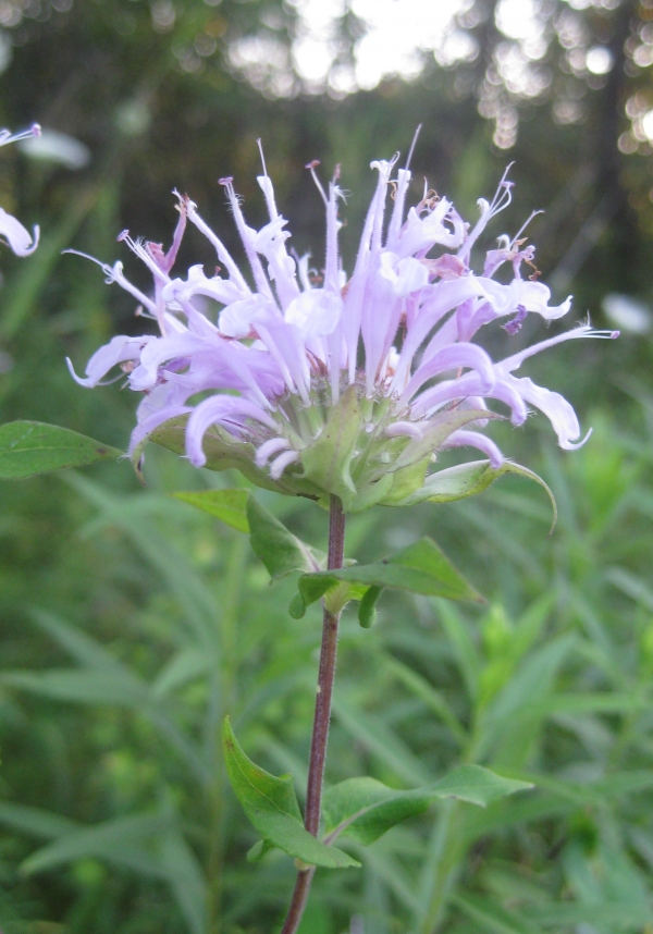 Wild Bergamot [Monarda fistulosa]