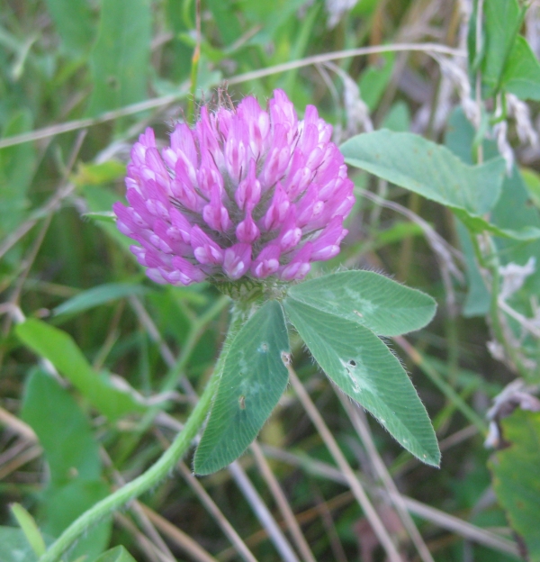 Red Clover [Trifolium pratense]